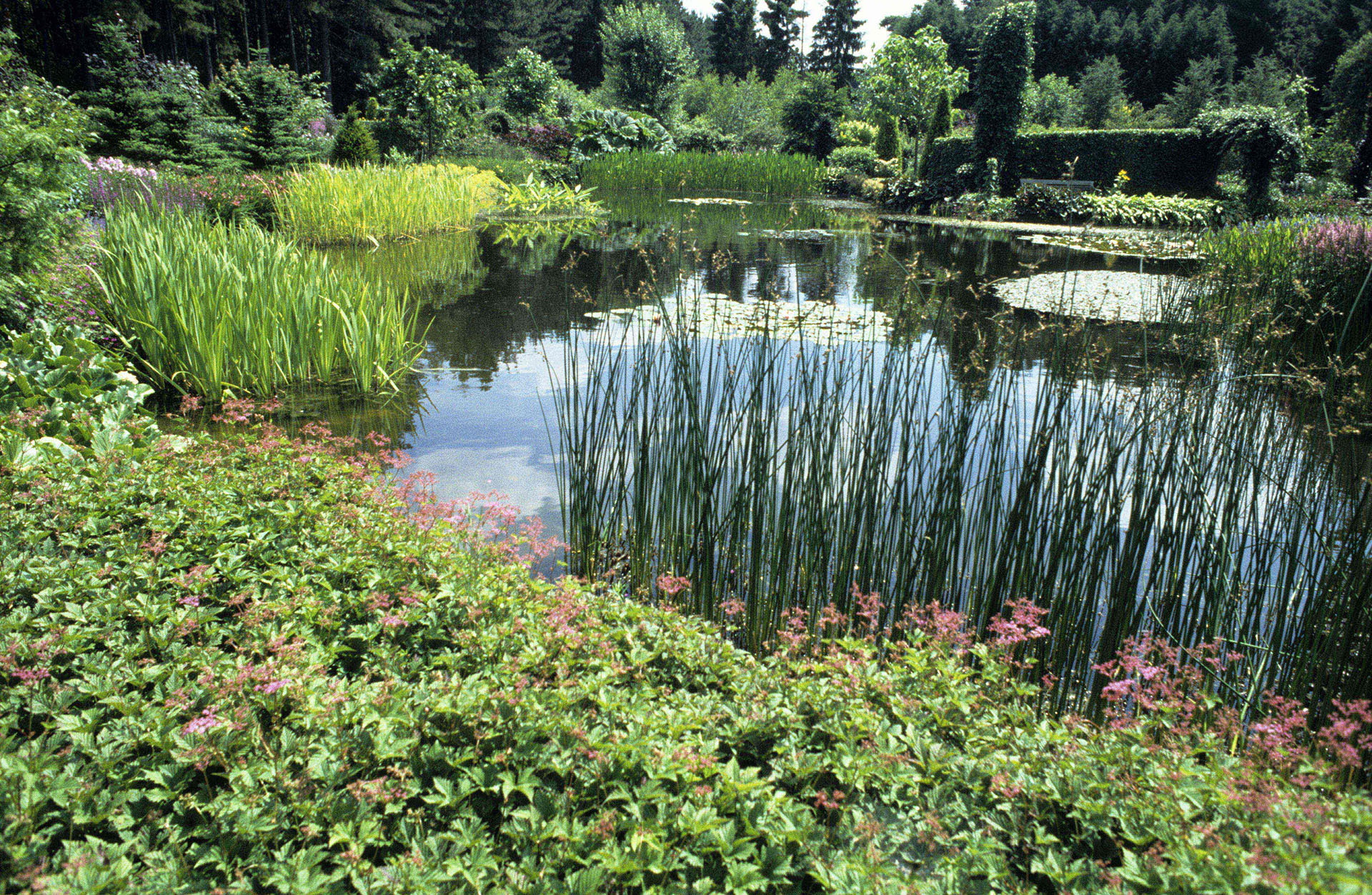 2002 Vijver Met Rijke Plantengroei Herselt Kopie