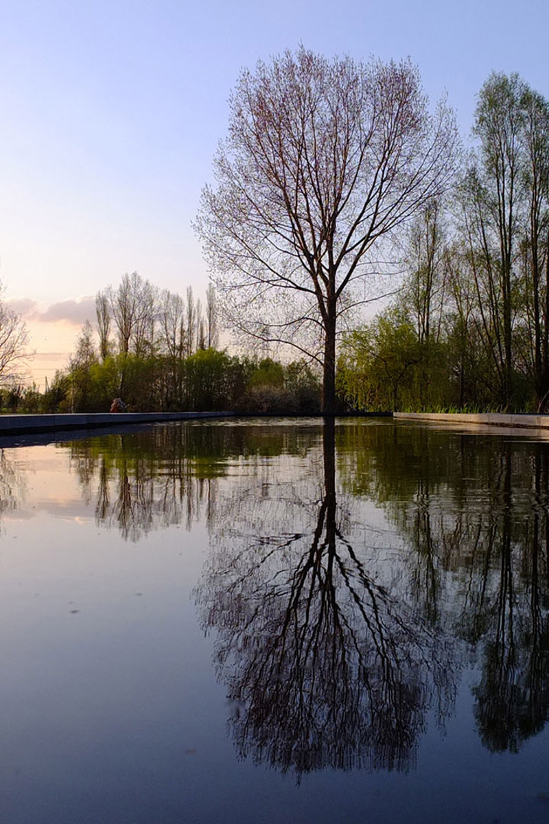 2203 Weerspiegelende Bomen Kopie