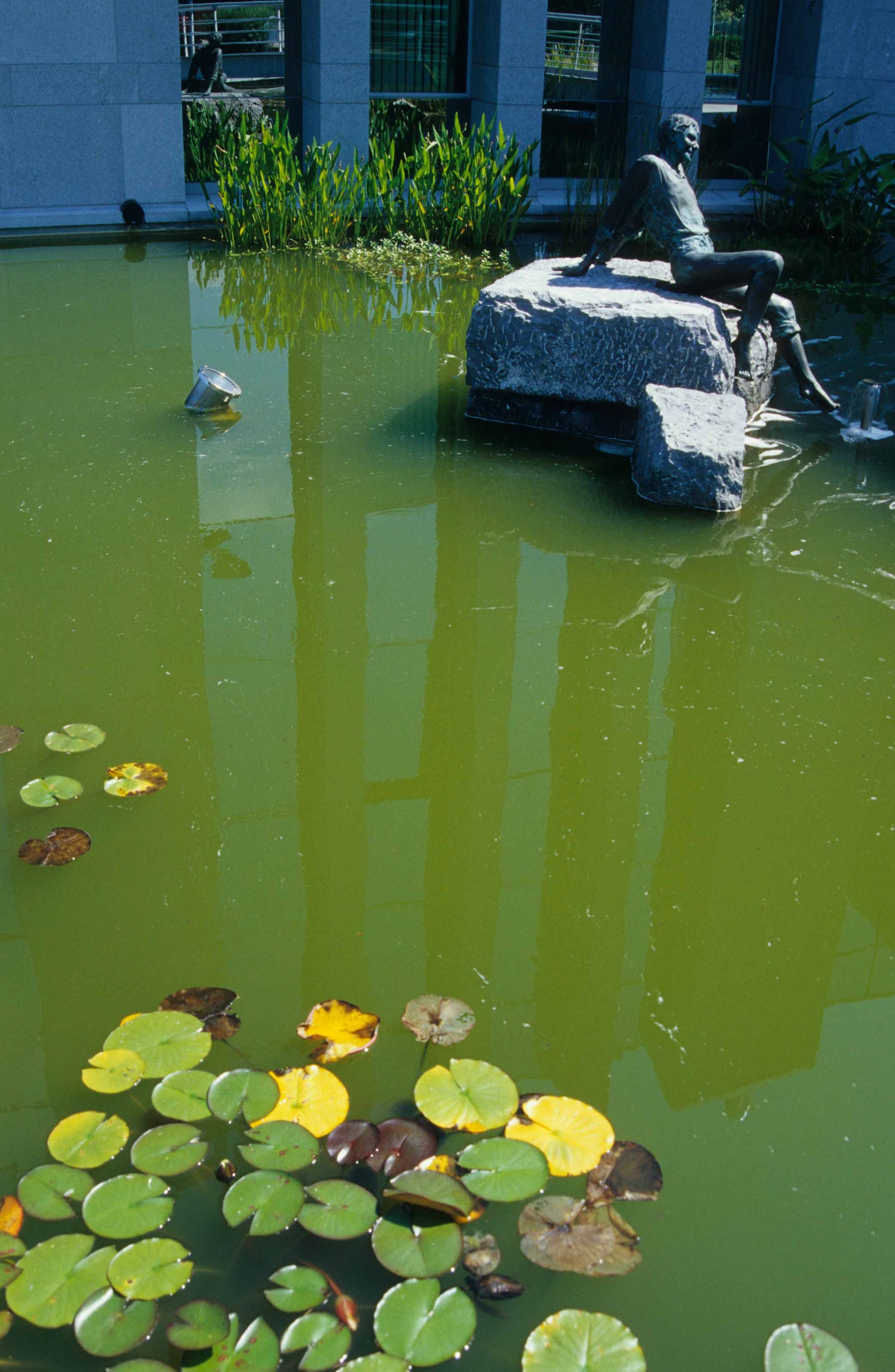 Groen Water Door Zweefalgen 2