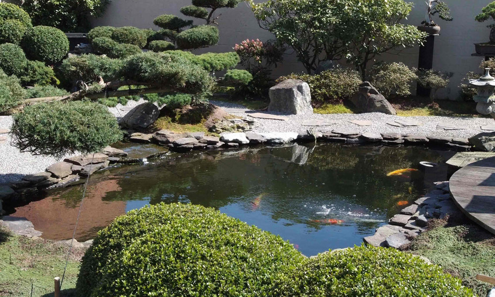 Koi 4 (5)