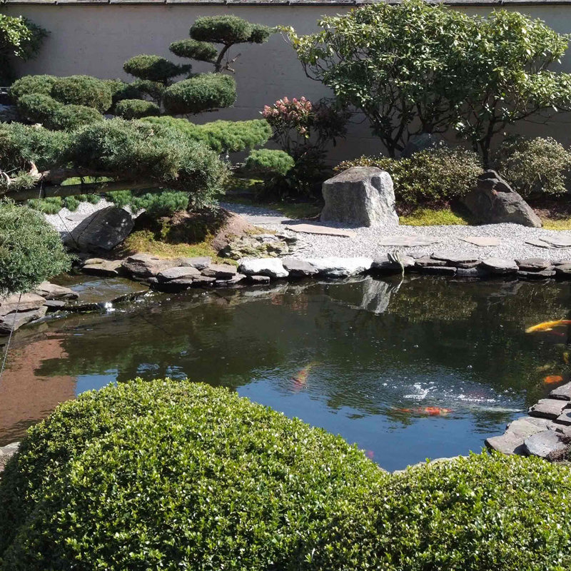 Koi 4 (5)
