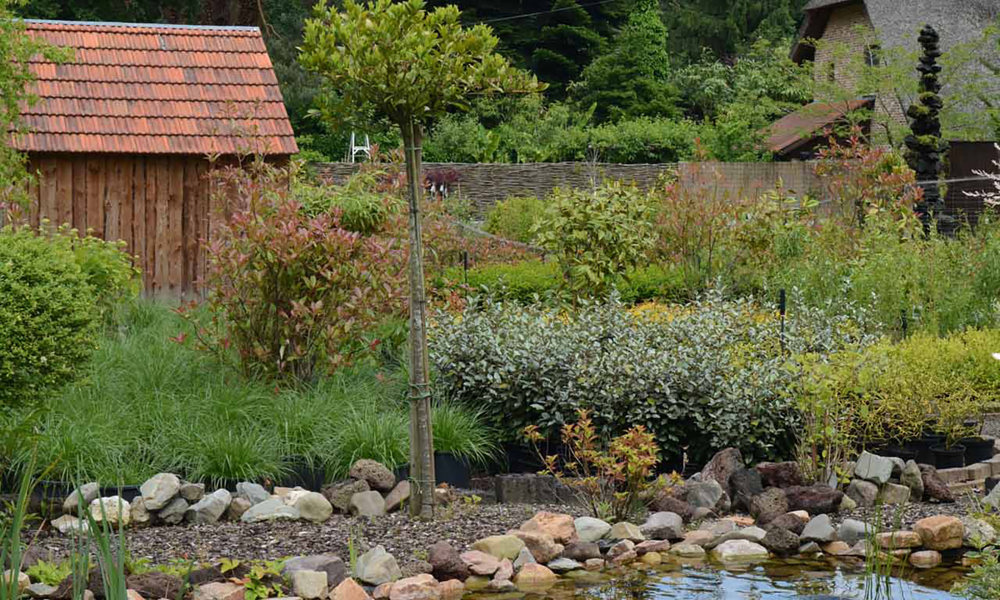 3004 Vijver Keien Planten 2