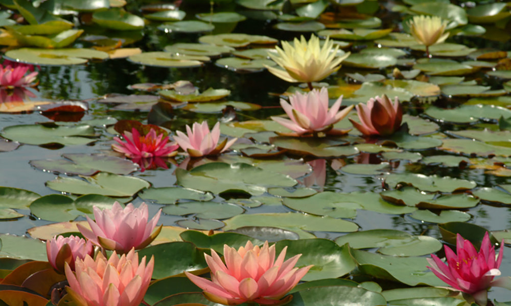 2101 Vijver Vol Waterlelies