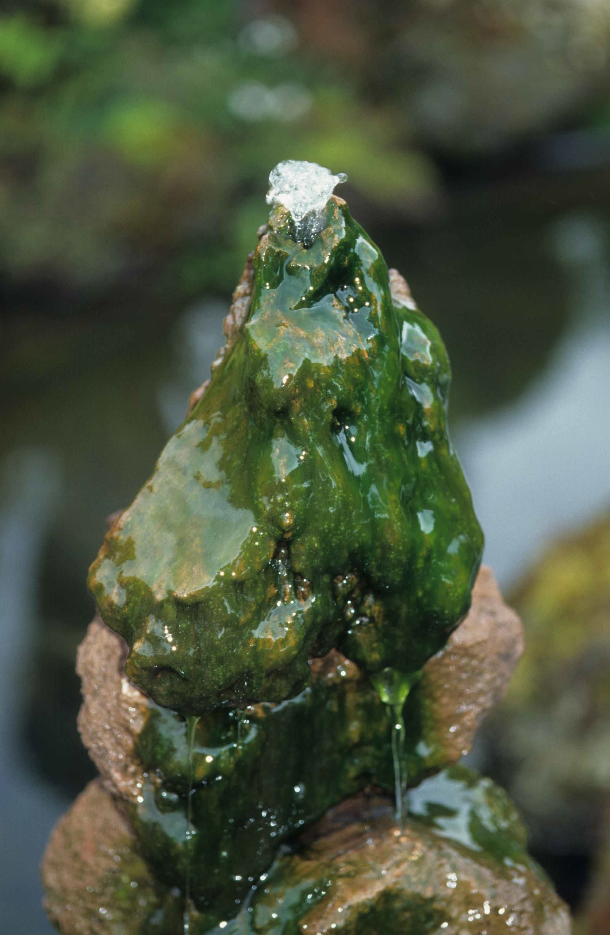 Slijmerige Blauwalgen