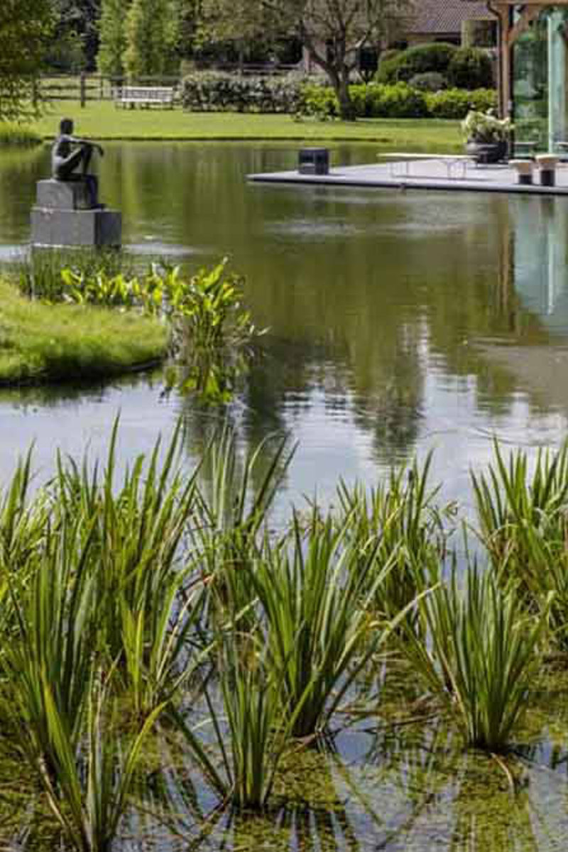 Plantenvijver